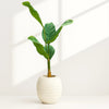 Tropical Banana Leaf Artificial Plant in White Textured Pot