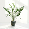 Artificial White-Striped Calathea in Black Textured Pot