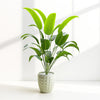 Artificial White-Striped Calathea in Black Textured Pot (Copy)