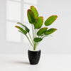 Artificial Red-Edged Bird of Paradise in black Textured Pot