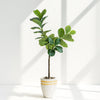 Artificial Fiddle Leaf Fig in White & Gold Pot