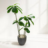 Artificial Fiddle Leaf Plant in Textured Dark Pot
