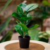 Artificial Banana Leaf Plant