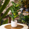 Tropical Glow Dieffenbachia – Faux Plant in White Pot