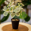 Artificial Eucalyptus Plant in Black Pot