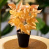 Artificial Orange Variegated Leaf Plant