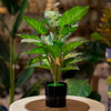 Artificial Dieffenbachia Plant
