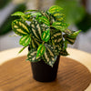 Artificial Calathea