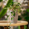 Artificial Trailing Heartleaf Plant in Textured Pot
