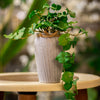 Artificial Trailing Ivy Plant in Rustic Ribbed Vase