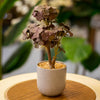 Artificial Hydrangea Tree in Gray Stone Pot