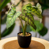 Artificial Alocasia Plant in Matte Black Pot
