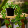 Artificial Hanging Ivy Plant