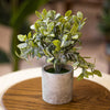 Frosted Leaf Eucalyptus – Artificial Plant in Concrete-Style Pot