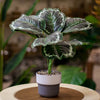 Artificial Calathea Orbifolia in Two-Tone Ceramic Pot