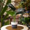 Striped Calathea – Artificial Decorative Plant in Two-Tone Pot