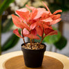 Artificial Pink Leaf Plant