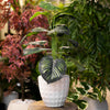 Artificial Monstera Plant with White Textured Pot