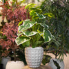 Artificial Variegated Monstera Plant in Modern Grey Pot