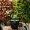 Artificial Calathea Plant in Geometric Black Pot