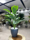 Artificial Green Caladium in Black Textured Pot