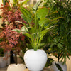 Tall Artificial Banana Leaf Plant in White Textured Pot
