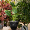 Tall Artificial Banana Leaf Plant in Black Geometric Pot