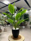 Artificial Green Leaf Plant in Black Textured Pot