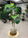 Artificial Heartleaf Philodendron in Beige Round Pot