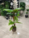 Tropical Elephant Ear Artificial Plant in Woven Pot