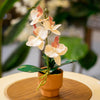 Elegant Artificial Orchid in Terracotta Pot