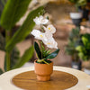 Elegant White Orchid – Artificial Flower in Terracotta Pot