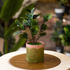 Modern Green Accent – Faux Potted Plant with Artistic Pot
