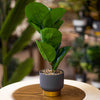 Modern Faux Fiddle Leaf Plant in Gray & Gold Pot