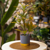 Elegant Faux Rubber Plant in Gray & Gold Planter
