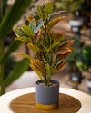 Faux Croton Plant in Modern Gray & Gold Pot