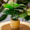 Artificial Variegated Leaf Plant