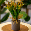 Artificial Staghorn Fern