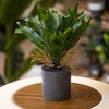 Tropical Faux Staghorn Fern in Black Speckled Pot