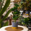 Modern Artificial Rubber Plant in Gray & Gold Ceramic Pot
