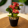 Artificial Red Blossom Flower Pot