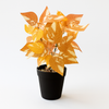 Artificial Orange Variegated Leaf Plant