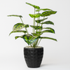 Artificial Calathea Plant in Geometric Black Pot