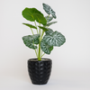 Artificial Caladium Plant in Textured Black Pot