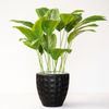 Artificial Calathea Plant in Textured Black Pot
