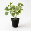 Artificial Eucalyptus Plant in Black Pot