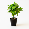 Artificial Pothos Plant in Black Pot