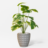 Artificial Variegated Monstera Plant in Modern Grey Pot