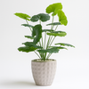 Artificial Elephant Ear Plant in White Textured Pot