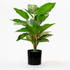 Artificial Dieffenbachia Plant